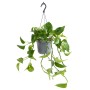 Hängende, grüne Efeutute 'Aureum' im grauen Topf, ca. 35 cm hoch.