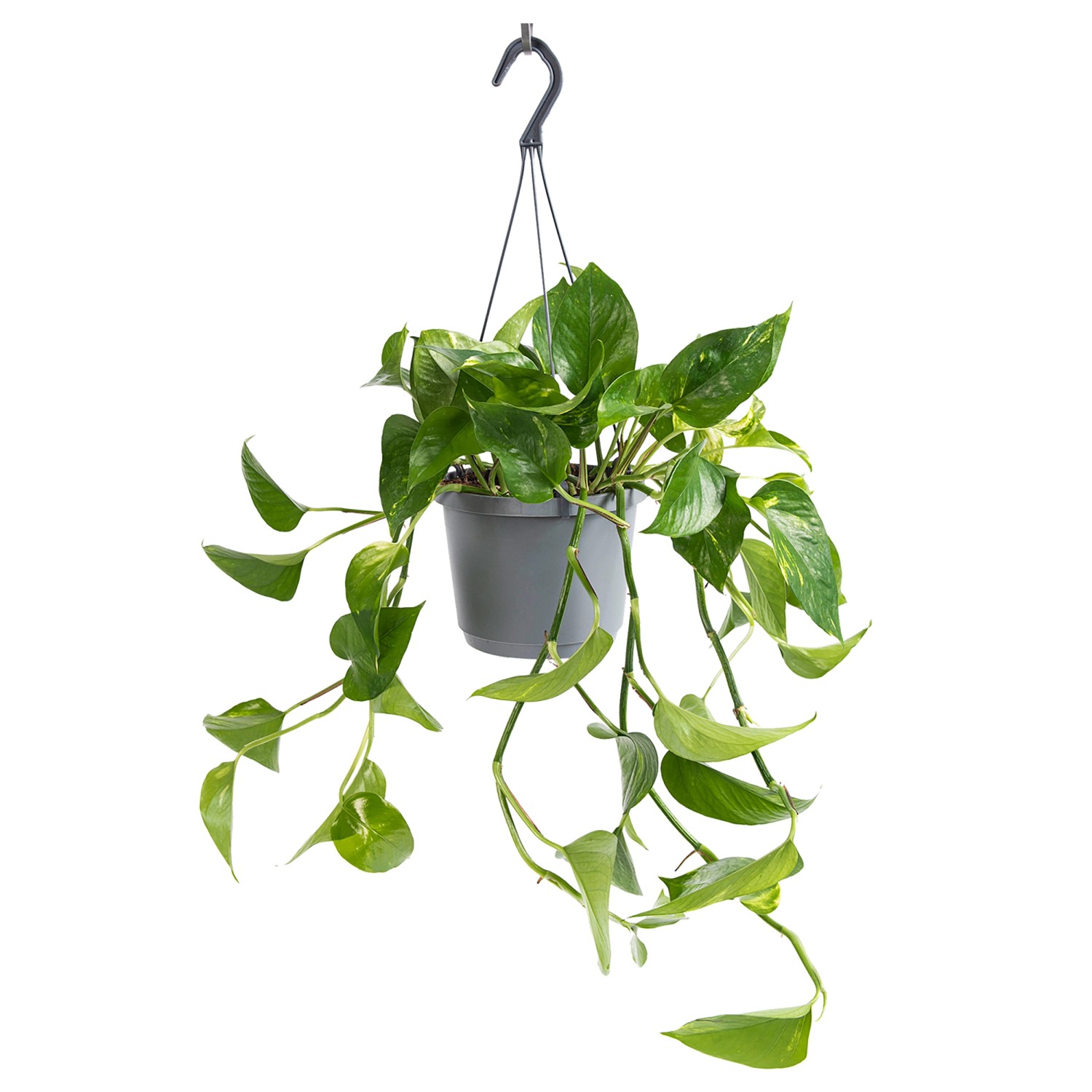 GROW by OBI Efeutute Aureum Topf-Ø ca. 17 cm Epipremnum Aureum günstig online kaufen