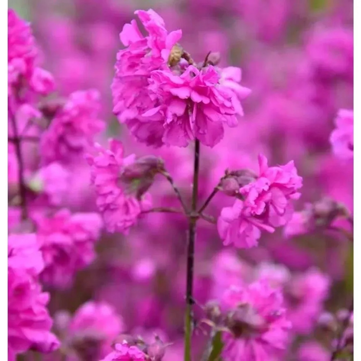 gefüllte Pechnelke - Lychnis viscaria