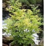Gelblaubiger Säulenholunder Golden Tower (Sambucus nigra), ca. 125-150 cm hoch, im Topf.