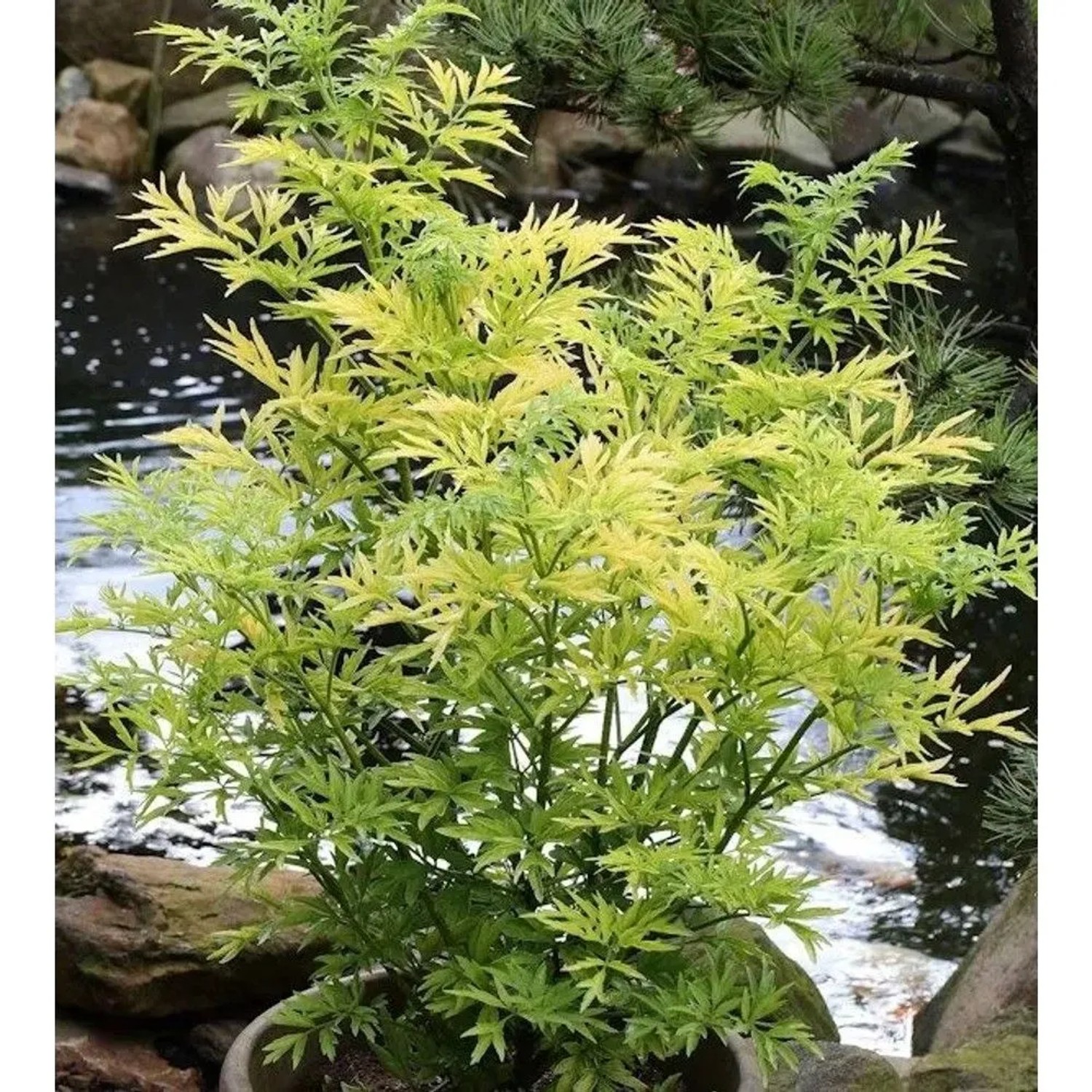 Gelblaubiger Säulenholunder Golden Tower (Sambucus nigra), ca. 125-150 cm hoch, im Topf.