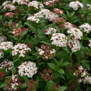 Mittelmeer Schneeball Spirit 40-60cm - Viburnum tinus