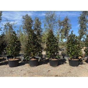 Sunny-Tree Magnolia Grandiflora Alta 240 cm Magnolienbaum mit Weiße Blumen Gartenpflanze  Winterhart