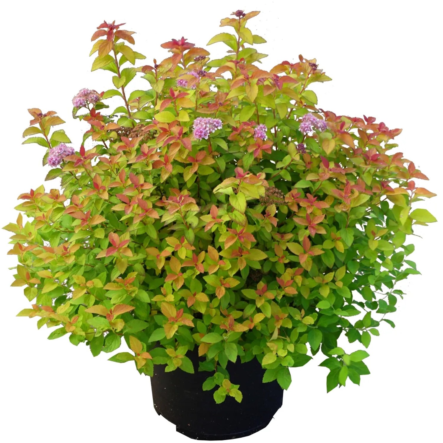 Sommerspiere "Caramel" Höhe ca. 40 cm Topf ca. 4,5 l Spiraea japonica ZEN'SPIRIT