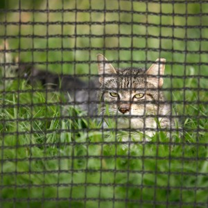 Getigerte Katze im Gras hinter schwarzem Trampolin Rahmennetz. Das Bodensicherungsnetz schützt Haustiere.