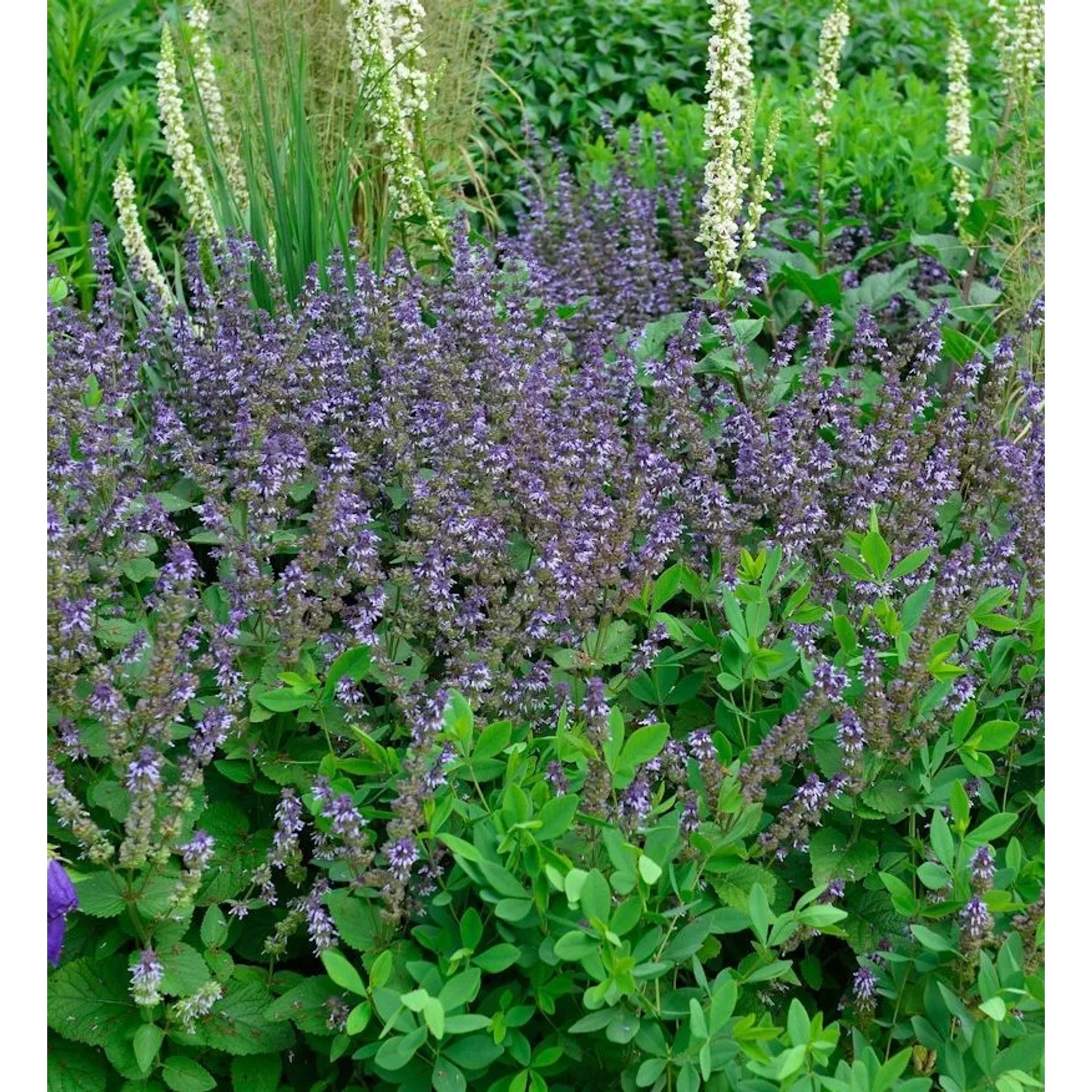 Quirlblütiger Salbei - Salvia verticillata