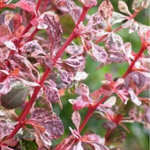 Berberitze 'Harlequin' Berberis thunbergii 30 bis 40 cm im Container Buntlaubig