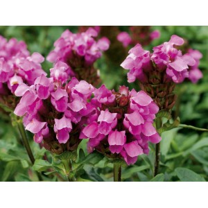 Prunella grandiflora 'Rosenkugel' mit pinkfarbenen Blüten, eine attraktive Staude für den Garten.