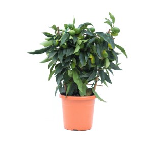 GROW by OBI Zitrus Mix im Topf (ca. 19cm) mit grünen Früchten und Blättern.