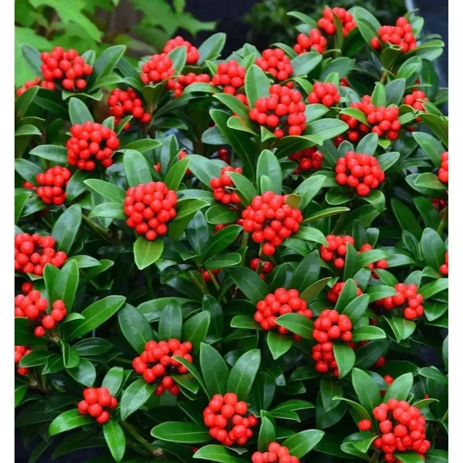 Japanische Skimmie Neuer Typ 15-20cm - Skimmia japonica