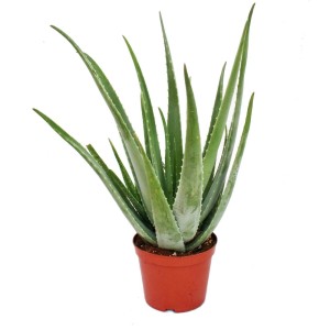 Exotenherz Aloe Vera, ca. 7-8 Jahre alt, im 21cm Topf. Große, grüne Sukkulente.