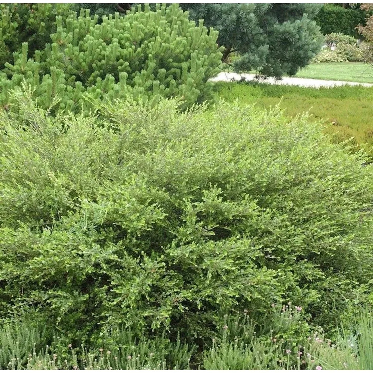 Polarbirke Zwergbirke 60-80cm - Betula nana