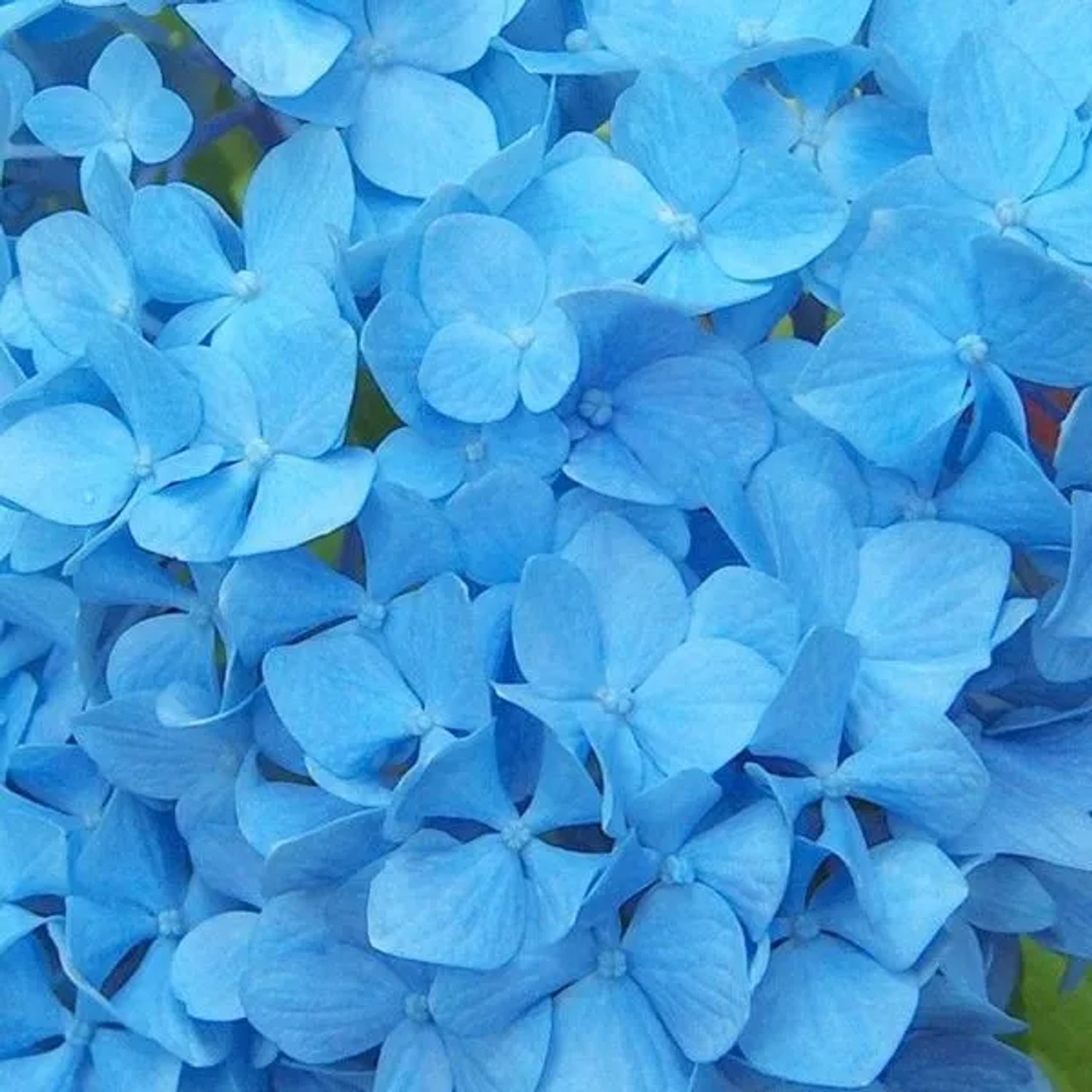 arborix Hortensie 'Nikko Blue' Hydrangea Macrophylla 25 Bis 30 Cm Im Container Kugelige Blüten