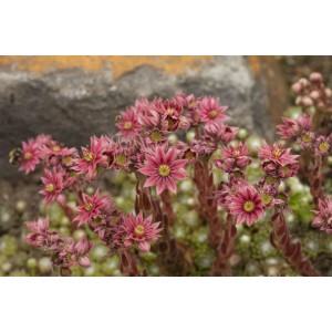 Blühende Spinnweb-Hauswurz (Sempervivum arachnoideum) mit rosa Blüten im 9x9 cm Topf.