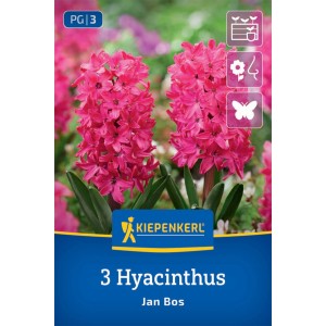 Kiepenkerl Hyazinthe Jan Bos mit rosaroten Blüten auf der Verpackung.