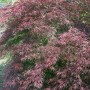Acer Palmatum Tamuke Yama, rotlaubiger Japanischer Ahorn mit filigranen Blättern.