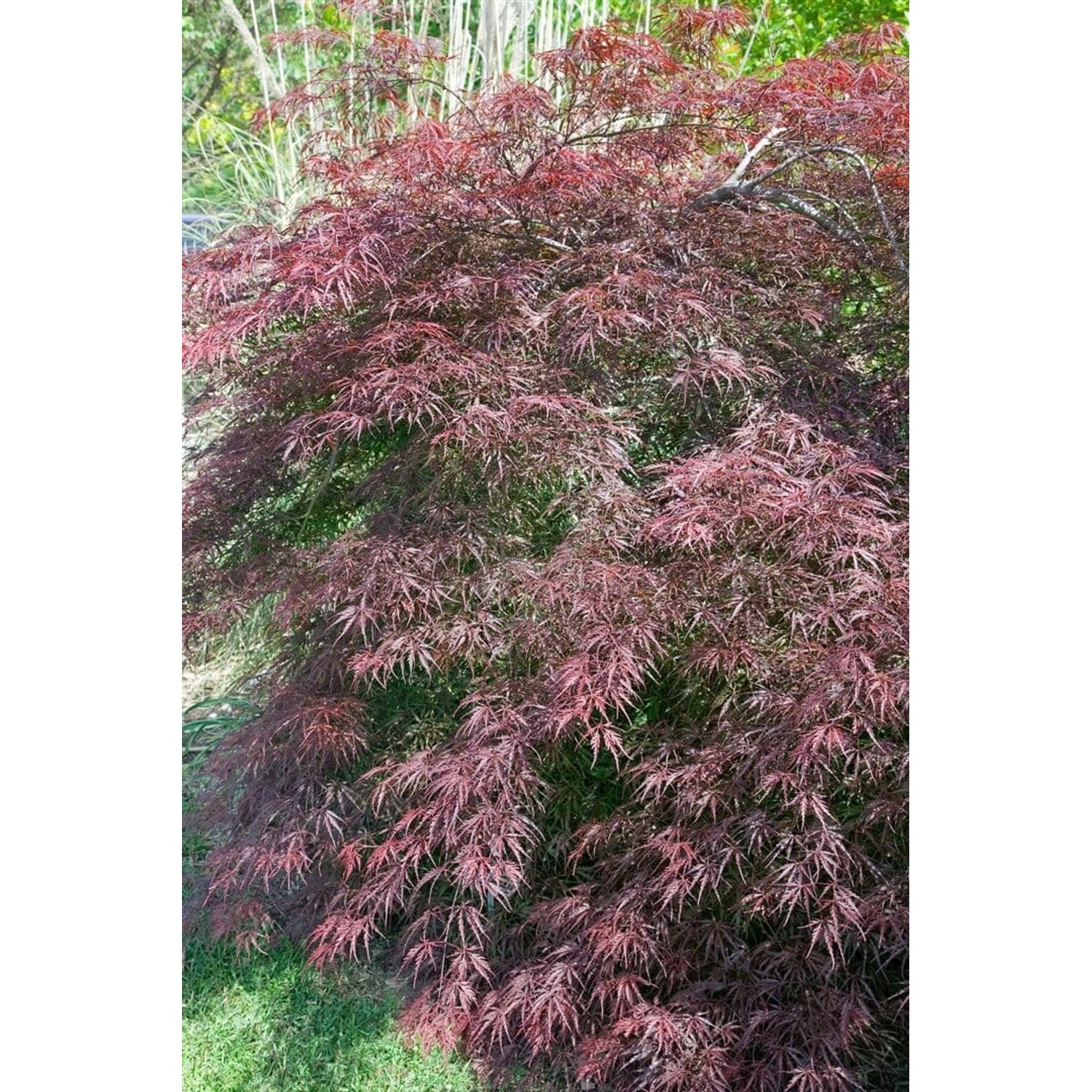 Acer Palmatum Tamuke Yama Japanischer Ahorn Rotlaubig 60–80 cm günstig online kaufen