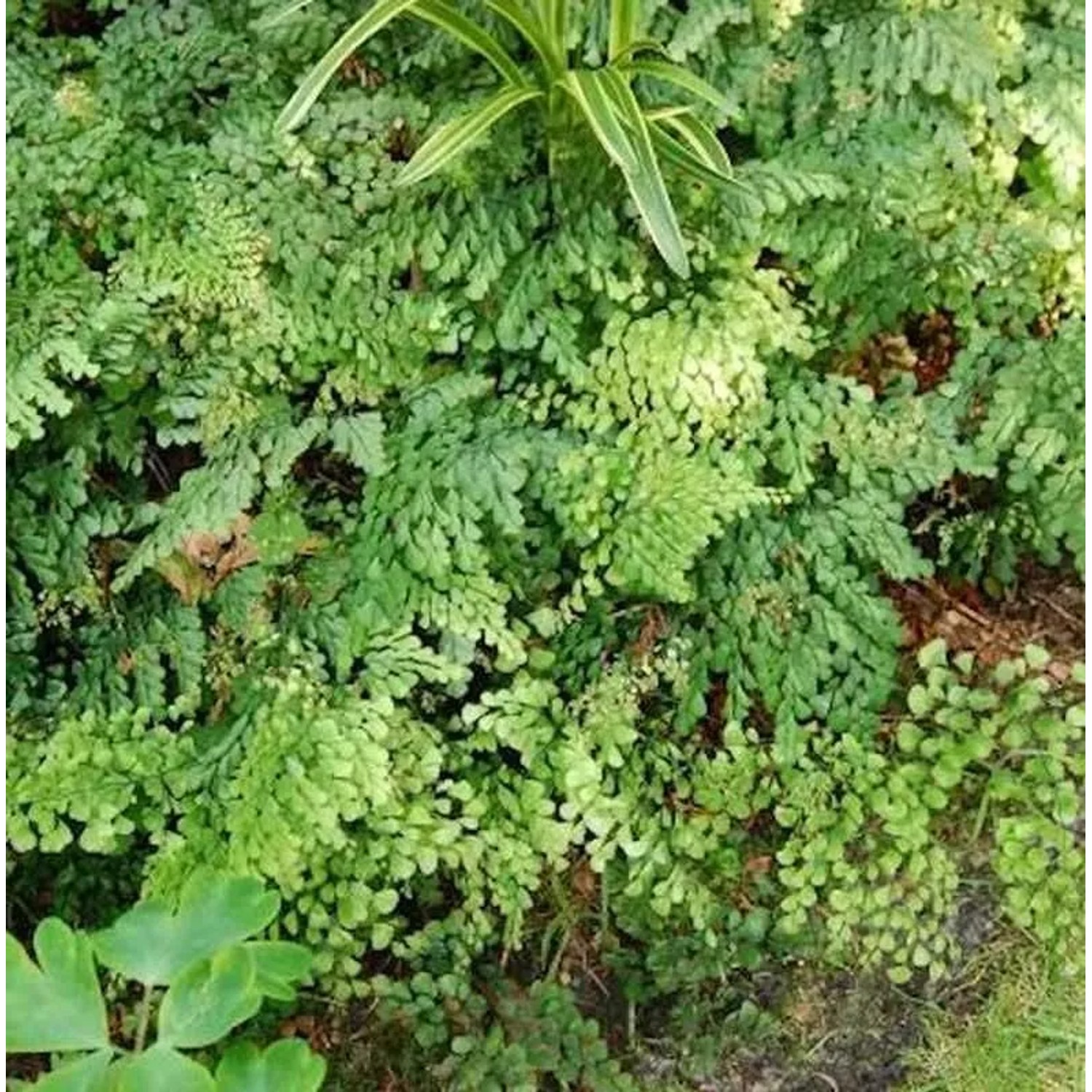 Venushaarfarn - Adiantum venustum