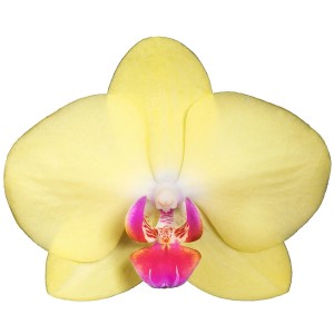 Nahaufnahme einer gelben Schmetterlingsorchidee (Phalaenopsis) von GROW by OBI mit pinkfarbener Lippe.
