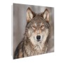 Banjado Schlüsselkasten Glas 30x30cm mit Wolf Motiv Soraya, 50 Haken, beschreibbar, magnetisch.