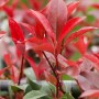 Glanzmispel Red Robin mit leuchtend roten Blättern im Topf. Immergrünes Laubgehölz.