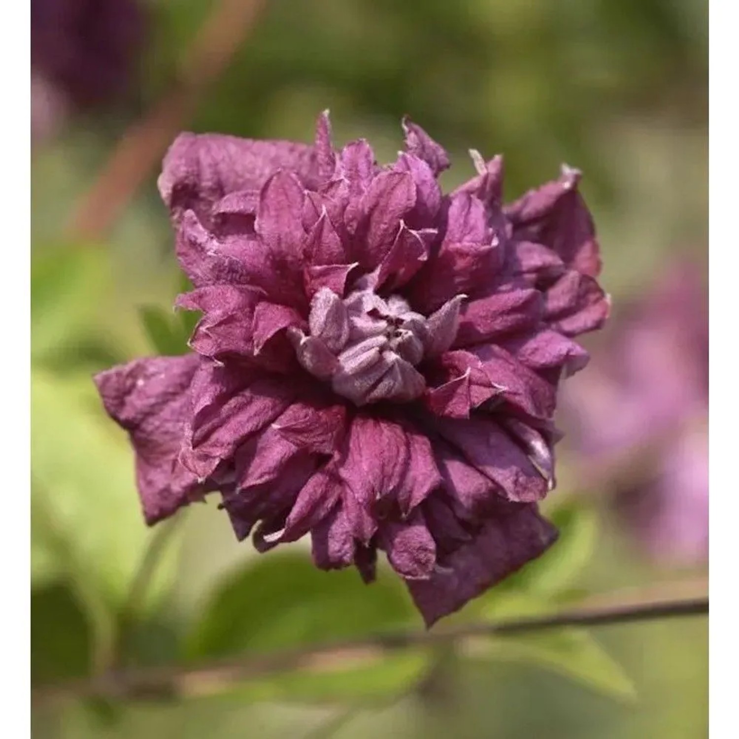 Robuste Waldrebe Purpurea Plena Elegans 40-60cm - Clematis viticella