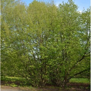 Foto eines Haselnussstrauchs (Corylus avellana) mit grünen Blättern, ca. 60-80cm hoch.