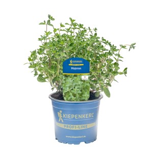 Kiepenkerl Majoran im Topf, ein aromatisches Küchenkraut für Beet und Balkon.