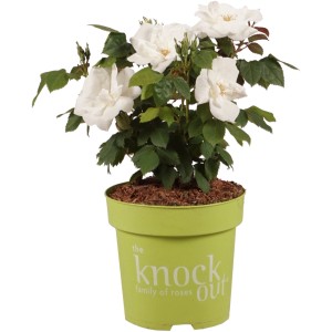 Rosen Knock Out Höhe ca. 25-30 cm Topf ca. 2,8 l