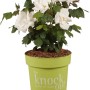 GROW by OBI Rosen Knock Out H ca. 25-30cm Topf 2,8 l_2