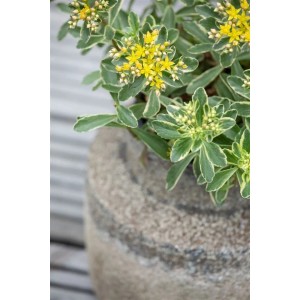 Sedum Kamtschaticum Fetthenne Gelb im Topf, eine attraktive Bodendecker-Pflanze.