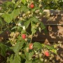 Himbeere Himbo Top Strauch mit roten und grünen Früchten im Garten.
