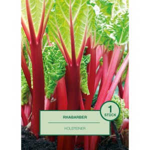Rhabarber 'Holsteiner' mit roten Stielen und grünen Blättern, ideal für den Garten.