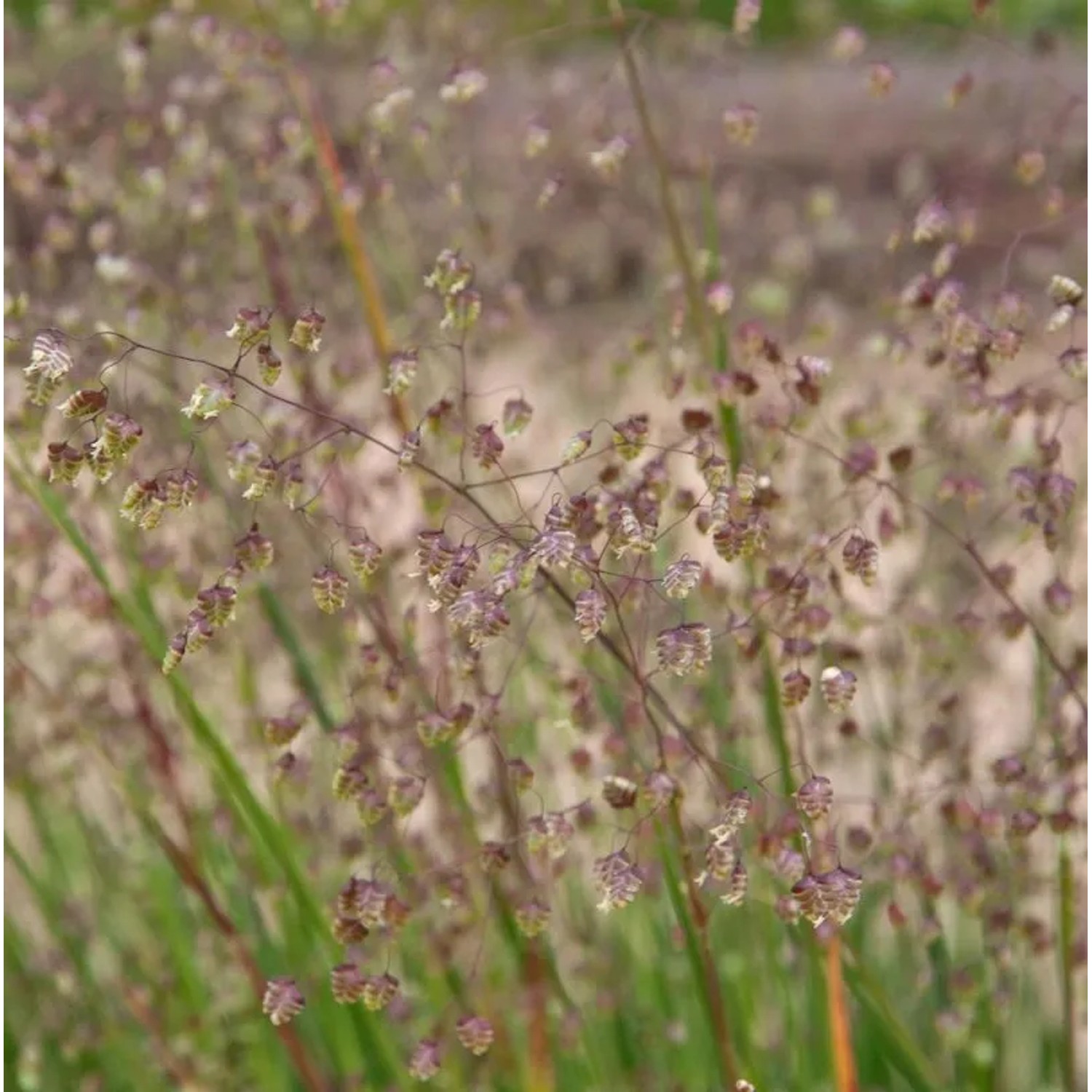 Zittergras Zitterzebra - Briza media