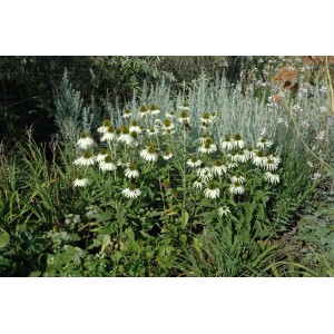 Weißer Sonnenhut (Echinacea Purpurea Alba) im Gartenbeet, weiße Blüten.