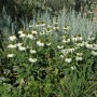 Weißer Sonnenhut (Echinacea Purpurea Alba) im Gartenbeet, weiße Blüten.