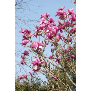 Magnolia Denudata 'Festirose' mit rosa Blüten vor blauem Himmel.