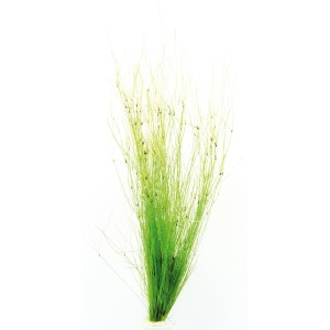 Dennerle Plants Eleocharis Vivipara, grüne Aquariumpflanze für den Hintergrund im Aquarium.