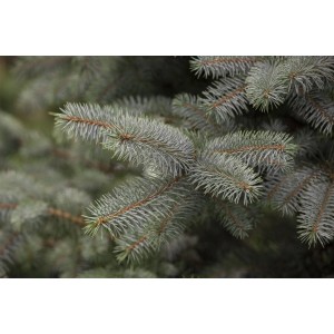 Nahaufnahme: Blaue Nadeln der Picea Pungens Blue Diamond Blaufichte (25-30 cm).