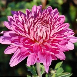 Nahaufnahme einer pinkfarbenen Winteraster (Chrysanthemum hortorum) mit vielen Blütenblättern.