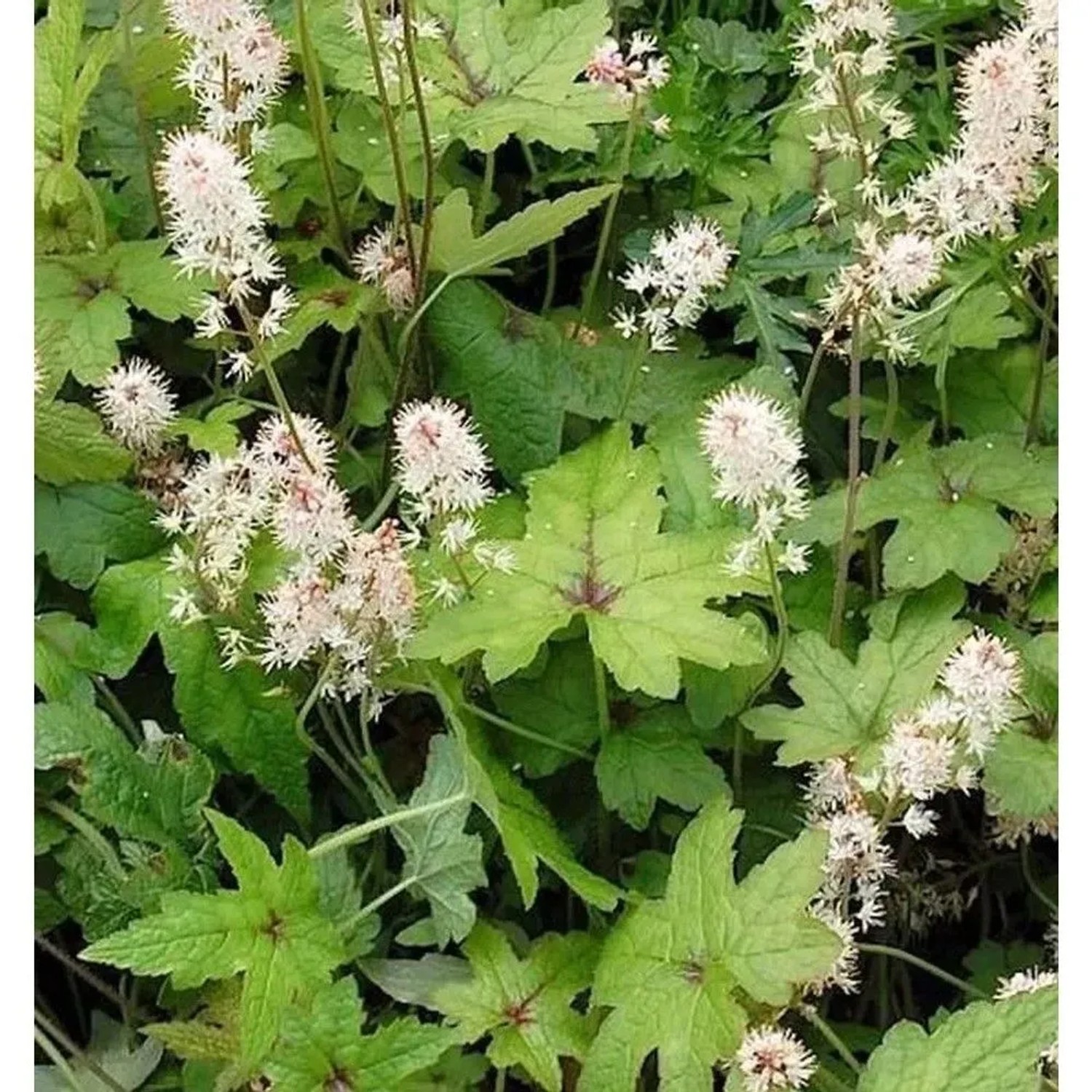 Zipfelblättrige Garten Schaumblüte Pink Bouquet - Tiarella,aciniata