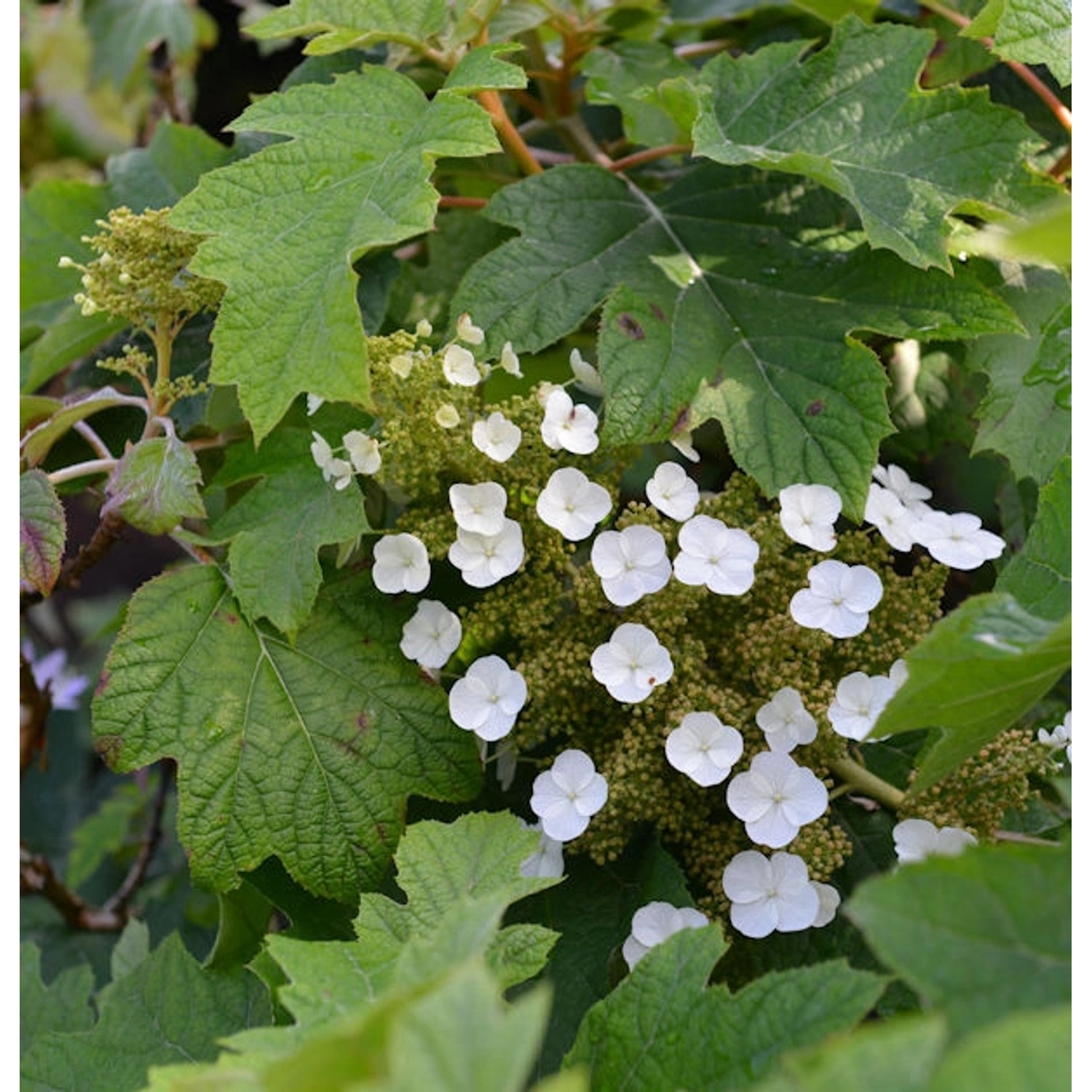 Eichenblättrige Hortensie Munchkin 40-60cm - Hydrangea quercifolia günstig online kaufen