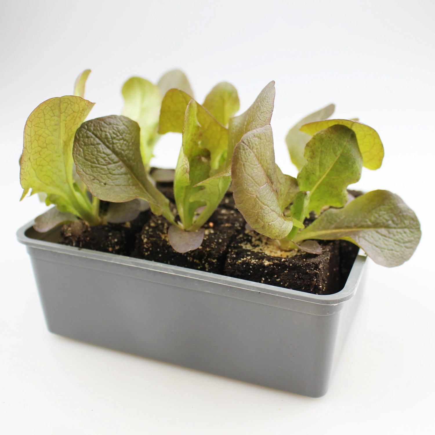 GROW by OBI Eichblattsalat Rot 6er Schale, Lactuca sativa var. acephala