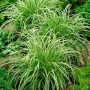 Japan-Segge 'Silver Sceptre': Grün-weiße Gräser im Gartenbeet, 2 Liter Container.