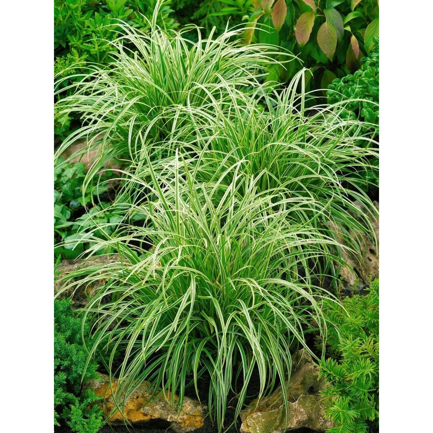Carex Morrowii Silver Sceptre Japan-Segge Grün-Weiß 2 Liter Container günstig online kaufen