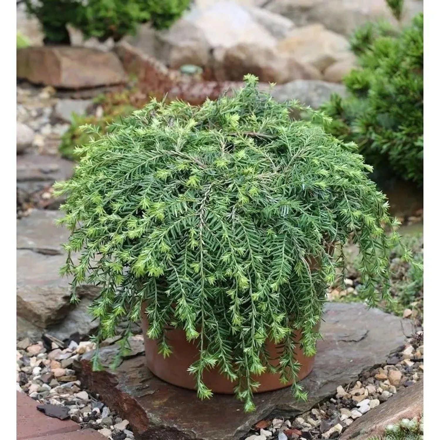 Kriech Hemlocktanne Coles Prostrate 30-40cm - Tsuga canadensis