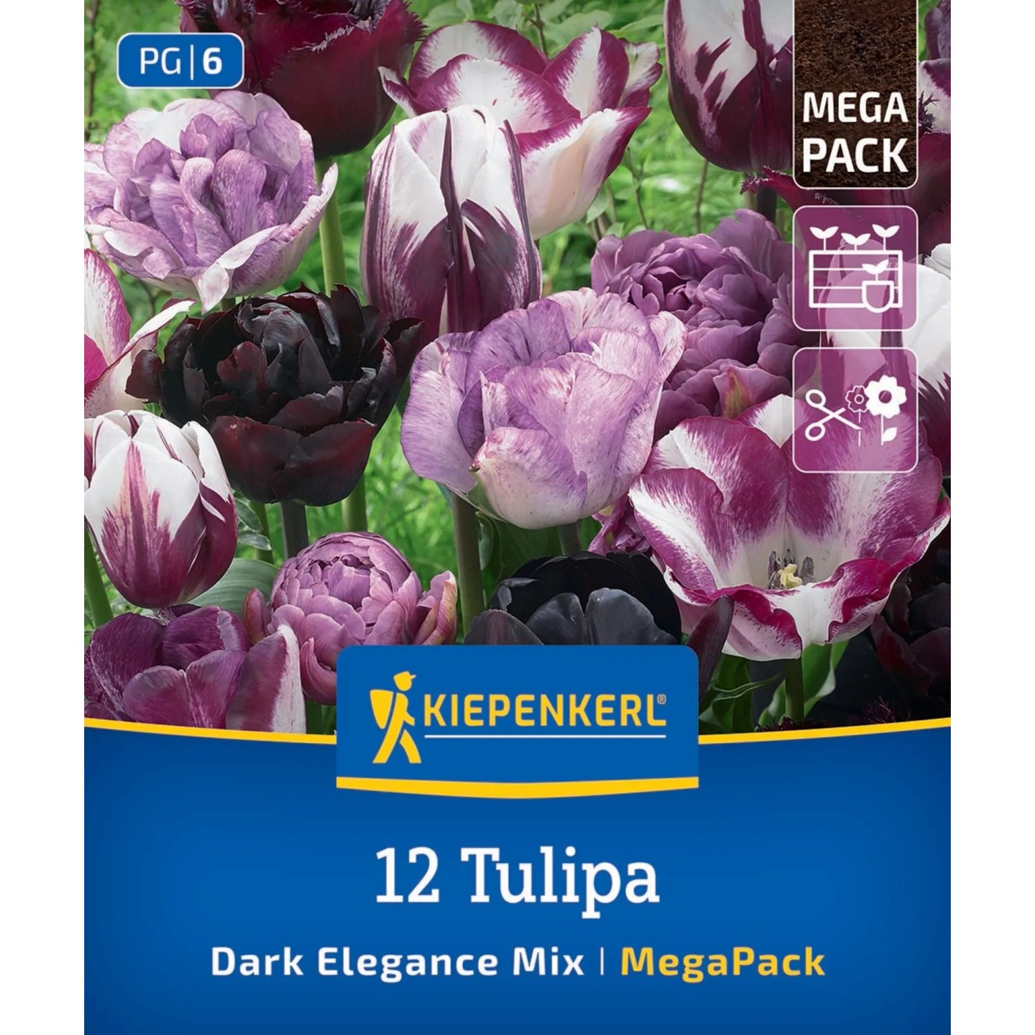Kiepenkerl Blumenzwiebel Mega Pack Dark Elegance 12 Stück