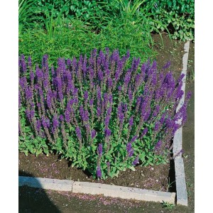 Blühender Steppen-Salbei 'Blaukönigin' im Beet, intensive blaue Blüten, ca. 9x9 cm Topf.