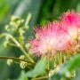 Nahaufnahme: Rosa Blüten des Albizia Julibrissin Seidenbaums mit filigranem Laub.