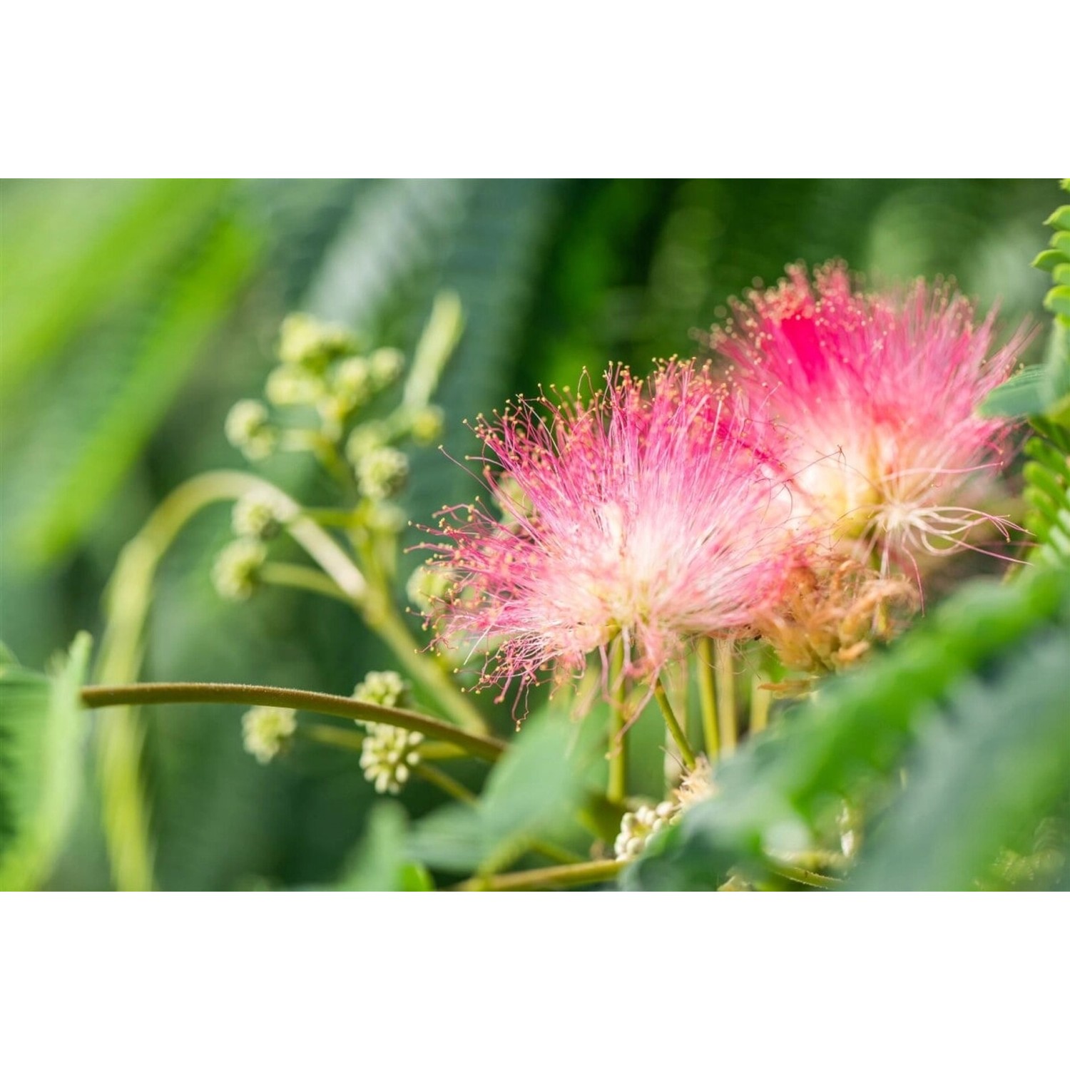 Albizia Julibrissin Tropical Dream Seidenbaum 60–80 cm günstig online kaufen